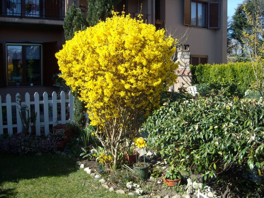 Forsizia - Forsythia